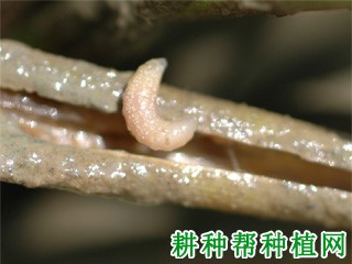 种植水稻如何防治长腿水叶甲？