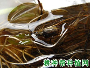 种植水稻如何防治长腿水叶甲？