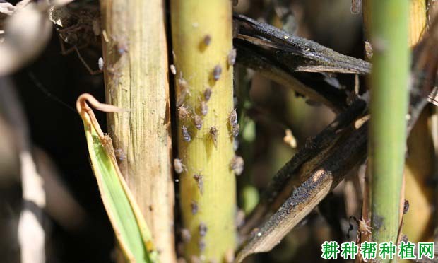 种植水稻如何防治褐飞虱？