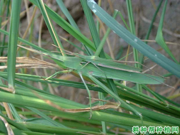 种植水稻如何防治中华蚱蜢？