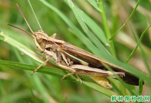 种植水稻如何防治日本黄脊蝗？