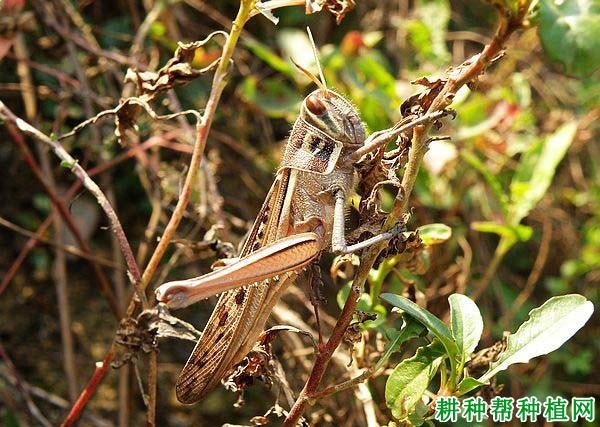 种植水稻如何防治日本黄脊蝗？