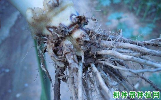 玉米立枯丝核菌根腐病如何防治？