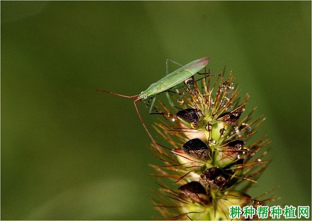 种植玉米如何防治赤须盲蝽？