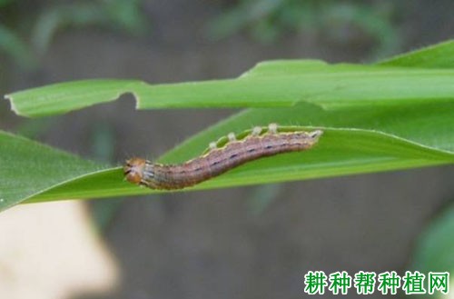 种植玉米如何防治白脉粘虫？