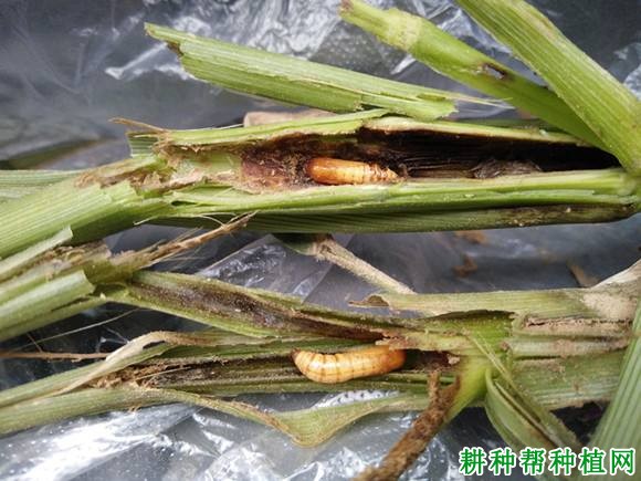 种植玉米如何防治粟灰螟？