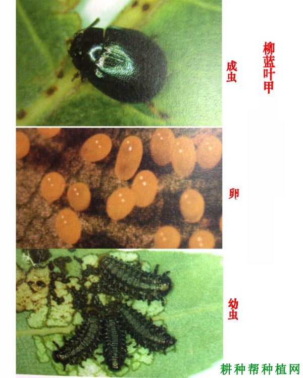 种植玉米如何防治柳蓝叶甲？