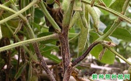 种植大豆如何防治大豆荚枯病？