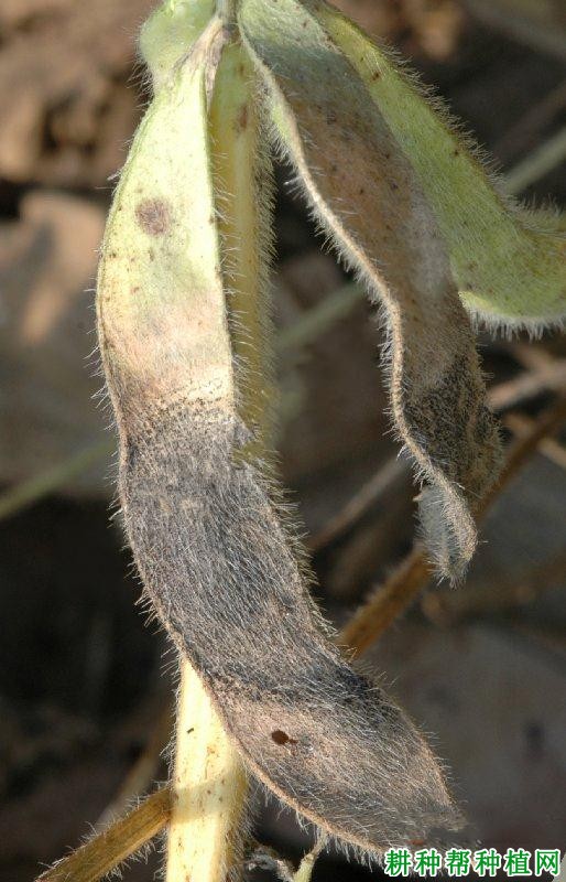 种植大豆如何防治大豆荚枯病？