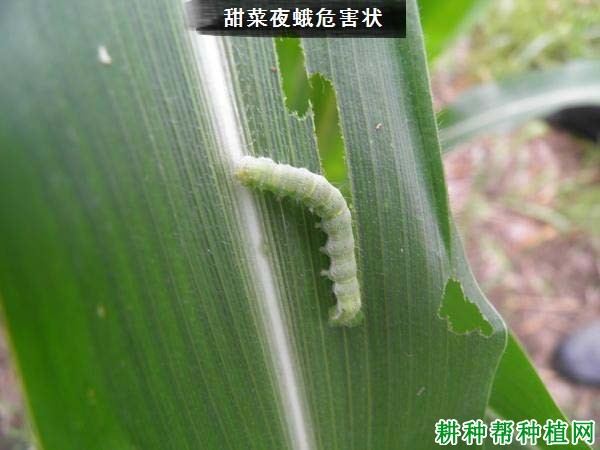 种植玉米如何防治甜菜夜蛾？