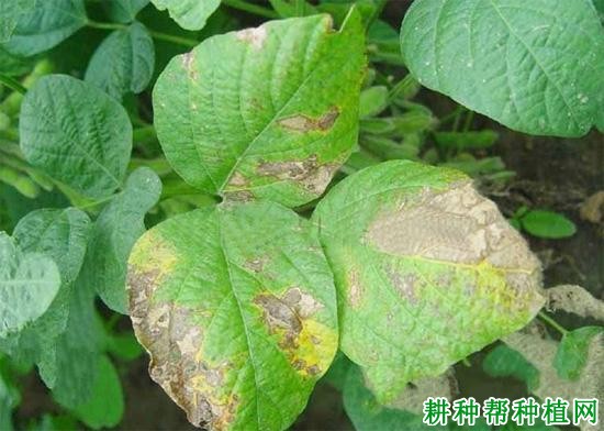 种植大豆如何防治大豆叶斑病？