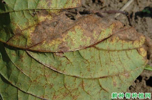 种植大豆如何防治大豆羞萎病？