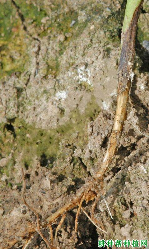 种植大豆如何防治大豆立枯病？