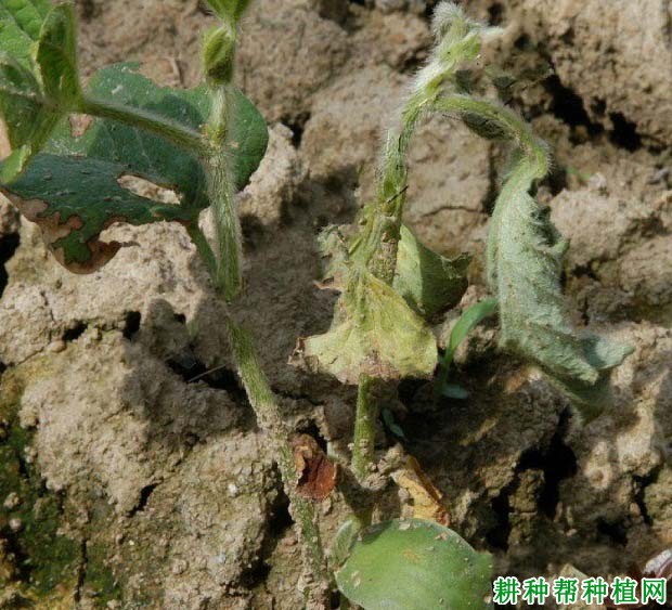 种植大豆如何防治大豆立枯病？