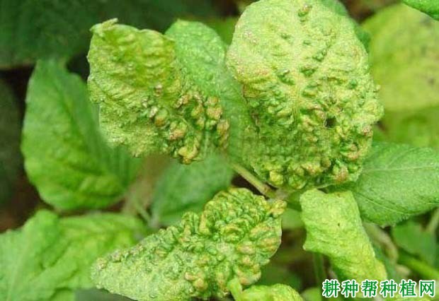 种植大豆如何防治大豆顶枯病？