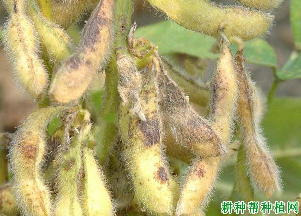 种植大豆如何防治大豆细菌性斑疹病？