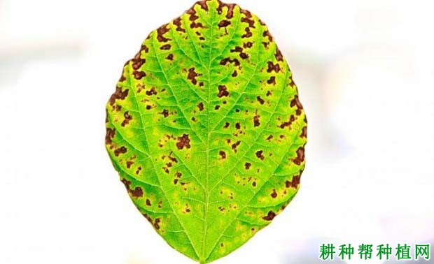 种植大豆如何防治大豆褐斑病？