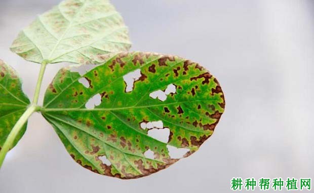 种植大豆如何防治大豆褐斑病？