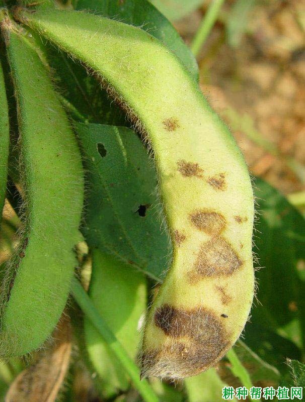 种植大豆如何防治大豆耙点病？