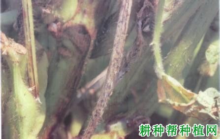 种植大豆如何防治大豆茎枯病？