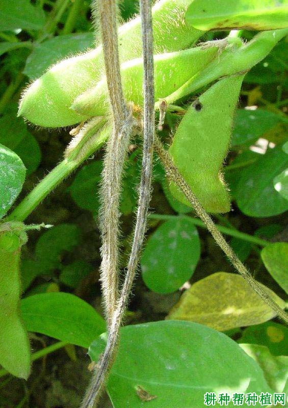 种植大豆如何防治大豆茎枯病？