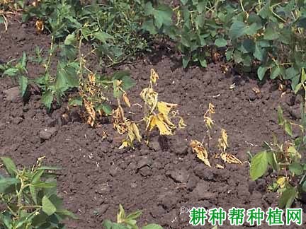 种植大豆如何防治大豆疫霉根腐病？