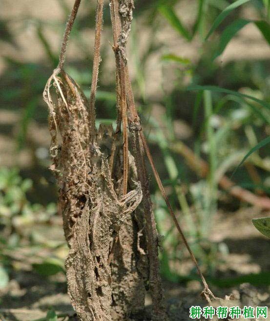 种植大豆如何防治大豆枯萎病？