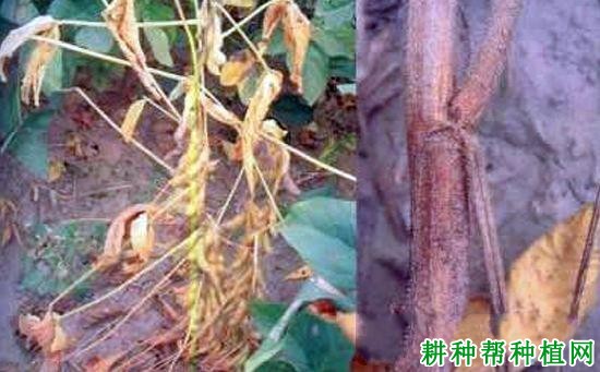 种植大豆如何防治大豆枯萎病？