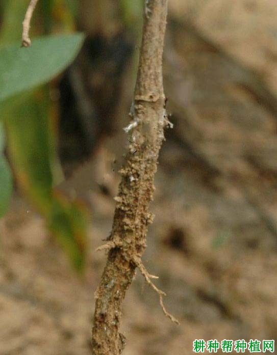 种植大豆如何防治大豆菌核病？