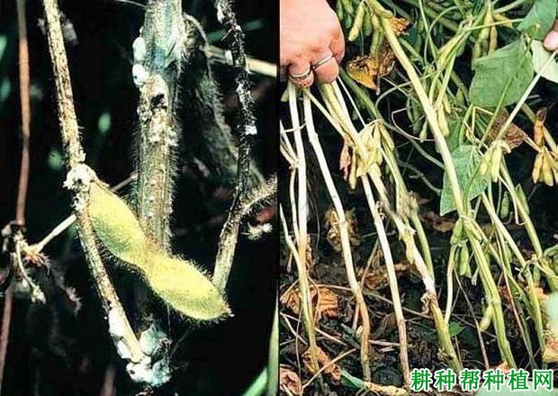 种植大豆如何防治大豆菌核病？