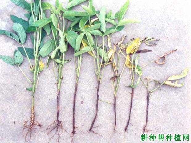 种植大豆如何防治大豆疫病？