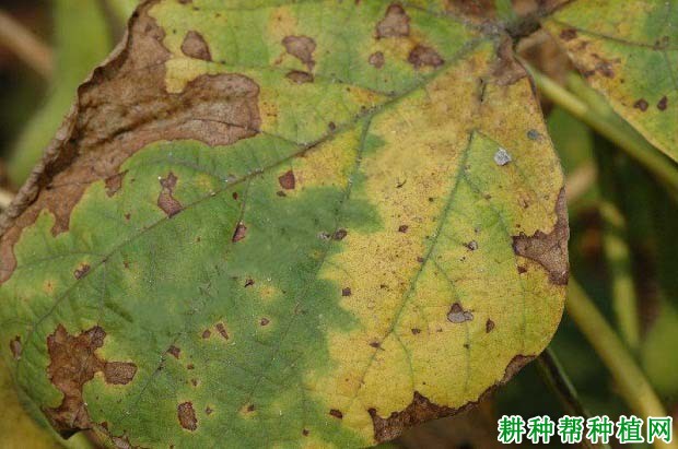 种植大豆如何防治大豆棕色叶斑病？