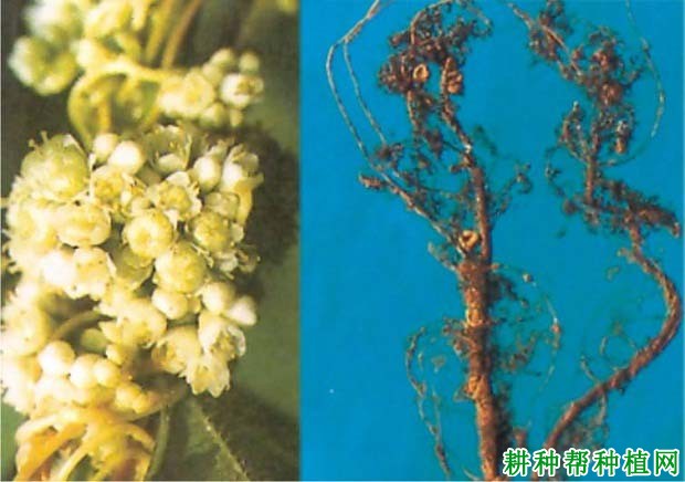 种植大豆如何防治大豆根结线虫病？