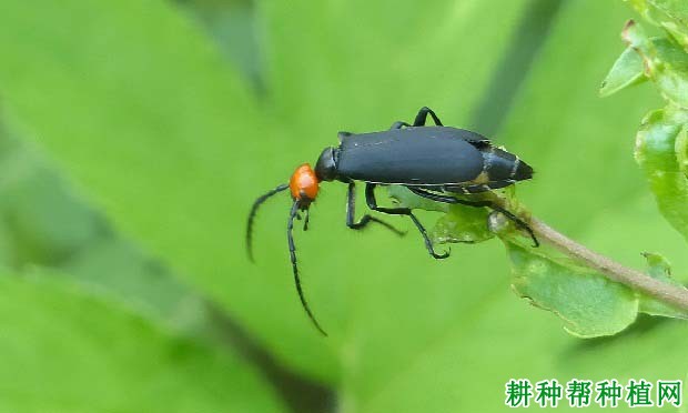 种植大豆如何防治豆芫菁？