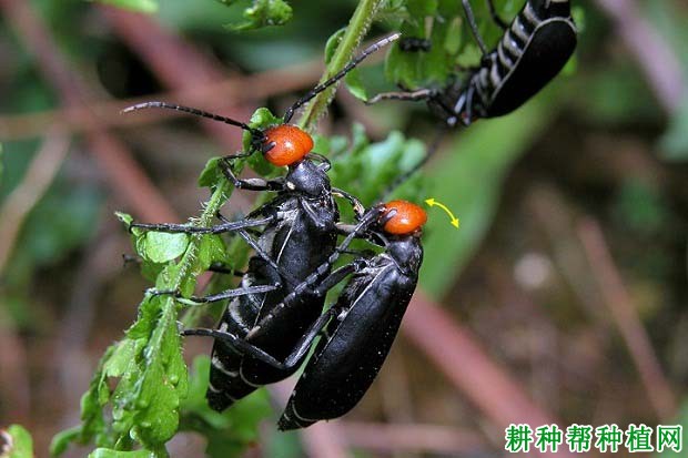 种植大豆如何防治豆芫菁？