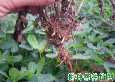 种植花生如何防治花生冠腐病？