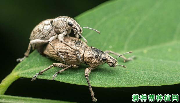 种植大豆如何防治蒙古灰象甲？