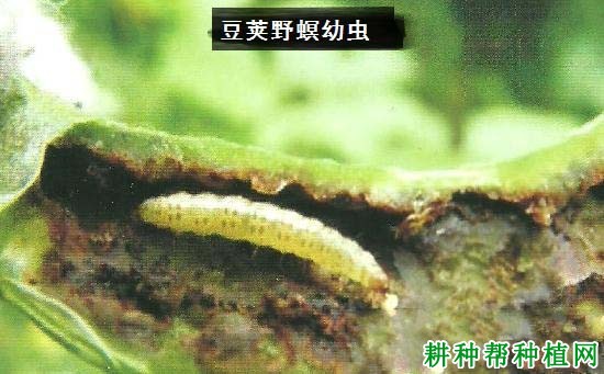 种植大豆如何防治豆荚野螟？