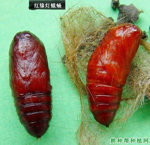 种植大豆如何防治红缘灯蛾？