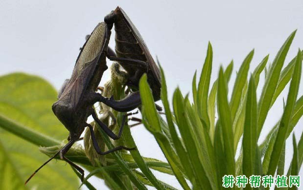 种植大豆如何防治红背安缘蝽？