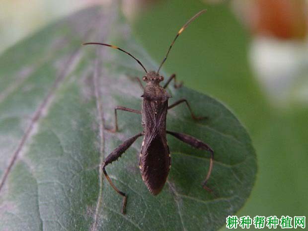 种植大豆如何防治点蜂缘蝽？