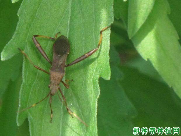 种植大豆如何防治点蜂缘蝽？