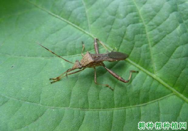 种植大豆如何防治点蜂缘蝽？