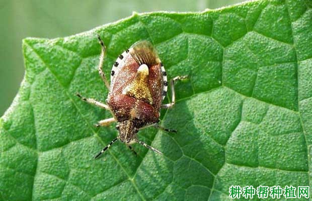 种植大豆如何防治斑须蝽？