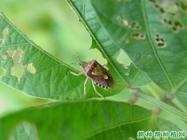 种植大豆如何防治斑须蝽？