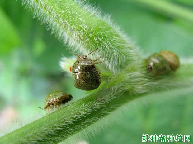 种植大豆如何防治筛豆龟蝽？