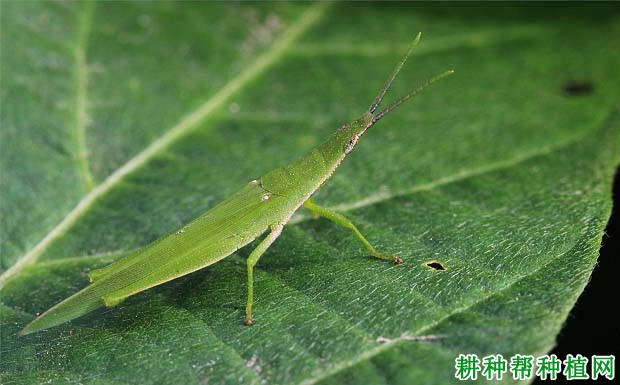 种植大豆如何防治短额负蝗？