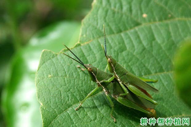 种植大豆如何防治短额负蝗？