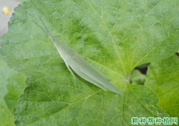 种植大豆如何防治短额负蝗？