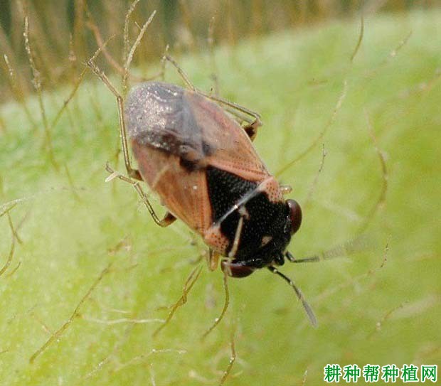 种植大豆如何防治豆突眼长蝽？